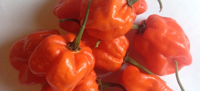 a handful of habaneros pepper